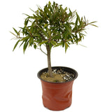 Ficus Neriifolia D391
