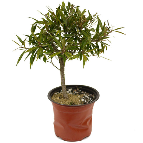 Ficus Neriifolia D391