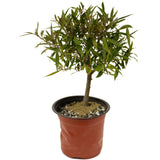 Ficus Neriifolia D391