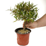 Ficus Neriifolia D391