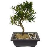 Podocarpus D392
