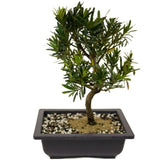 Podocarpus D392