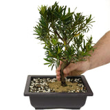 Podocarpus D392