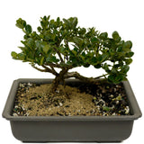 Shohin Dwarf Natal Plum D393