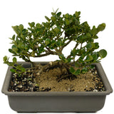 Shohin Dwarf Natal Plum D393