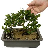 Shohin Dwarf Natal Plum D393