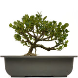 Shohin Dwarf Natal Plum D393