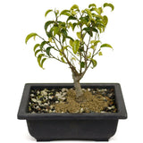 Ficus Too Little Bonsai D395