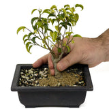 Ficus Too Little Bonsai D395