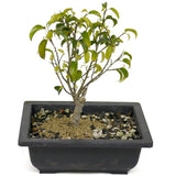 Ficus Too Little Bonsai D395