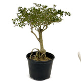 Exposed Roots Serissa Bonsai D396