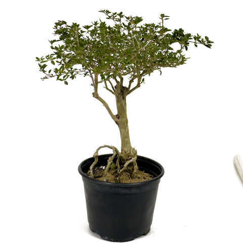 Exposed Roots Serissa Bonsai D396