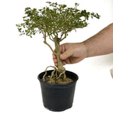 Exposed Roots Serissa Bonsai D396