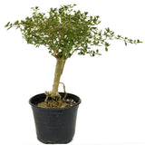 Exposed Roots Serissa Bonsai D396