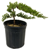 Dwarf Japanese Garden Juniper D397