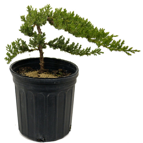 Dwarf Japanese Garden Juniper D397
