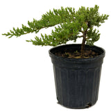 Dwarf Japanese Garden Juniper D397