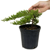 Dwarf Japanese Garden Juniper D397