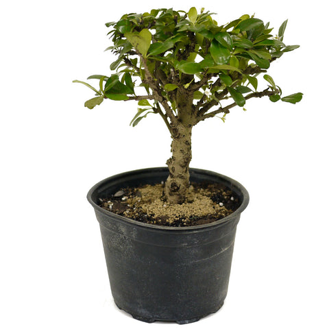 Fukien Tea D398