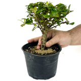 Fukien Tea D398