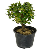 Fukien Tea D398