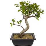 Ficus Retusa Compacta D399