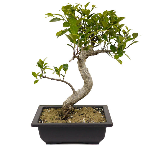 Ficus Retusa Compacta D399