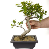 Ficus Retusa Compacta D399