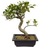 Ficus Retusa Compacta D399
