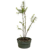 Three American Larch Trunks - D3