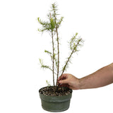 Three American Larch Trunks - D3