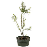 Three American Larch Trunks - D3