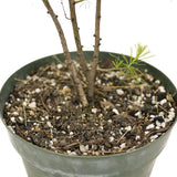 Three American Larch Trunks - D3
