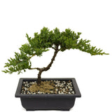 Dwarf Japanese Garden Juniper D401