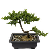 Dwarf Japanese Garden Juniper D401