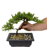 Dwarf Japanese Garden Juniper D401