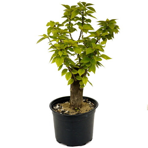 Bougainvillea D402