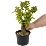 Bougainvillea D402