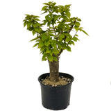 Bougainvillea D402