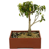 Ficus Too Little Bonsai D403