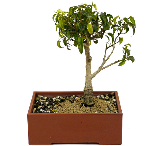 Ficus Too Little Bonsai D403
