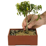 Ficus Too Little Bonsai D403