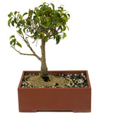 Ficus Too Little Bonsai D403