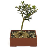 Shohin Olive D404