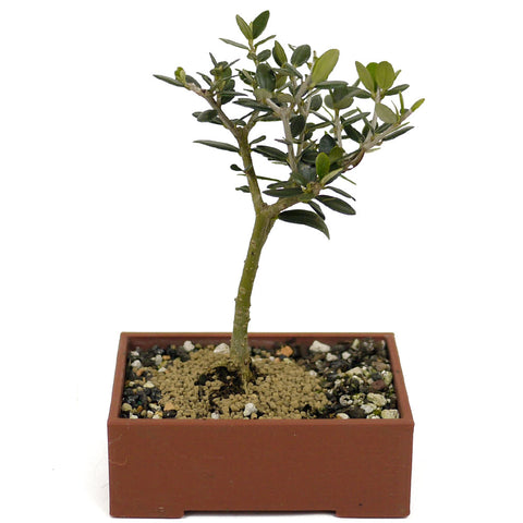 Olive D404