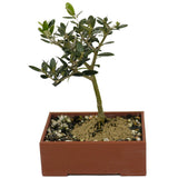 Shohin Olive D404