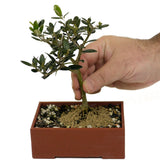 Shohin Olive D404