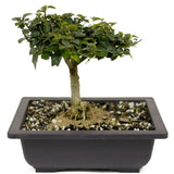 Parrot's Beak Bonsai D405