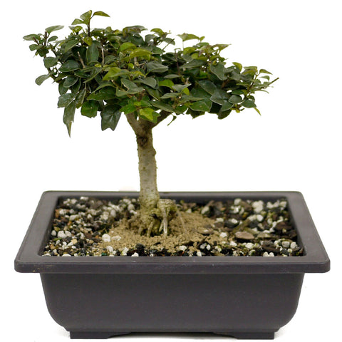 Parrot's Beak Bonsai D405