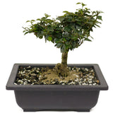Parrot's Beak Bonsai D405